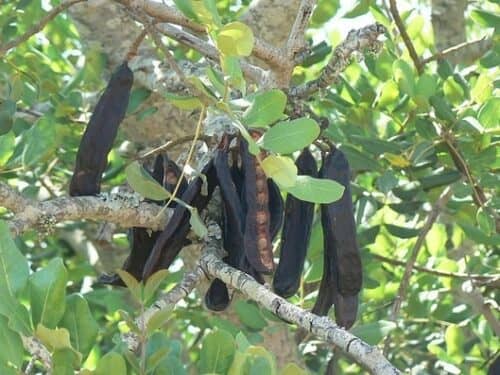 caroubes pendus caroubier