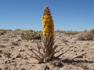 cistanche tubulosa musculation bienfaits sur le corps de cette plante