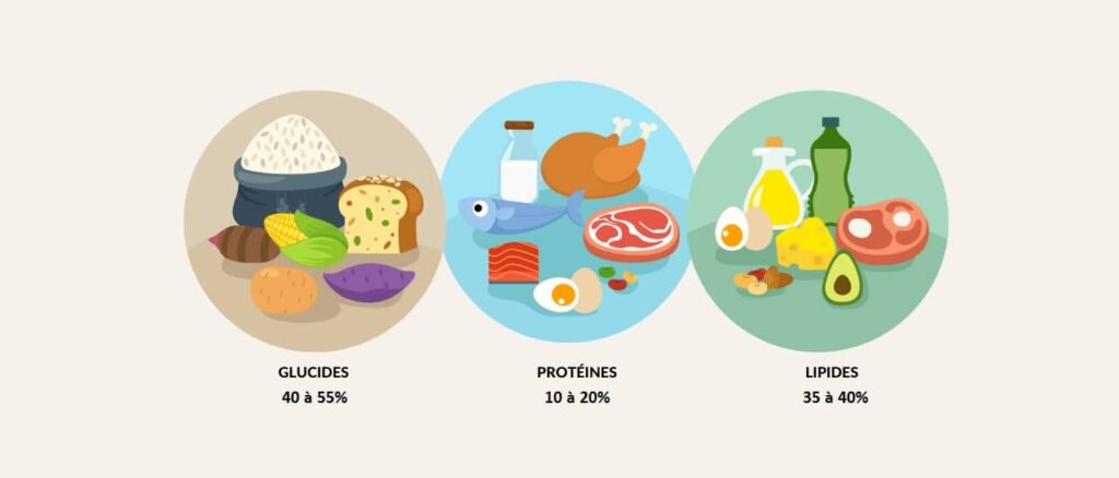 protéines glucides lipides apports nutritionnels journaliers conseillés