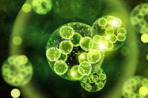 bienfaits algue schizochytrium micro-algue huile de algue schizochytrium