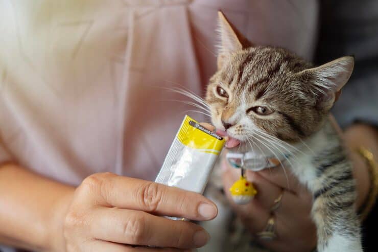 taurine pour les chats pâte de taurine donnée au chat qui le mange