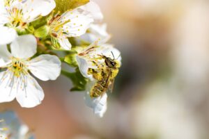 abeille fleurs miel de fleurs d'été pollinise pollen