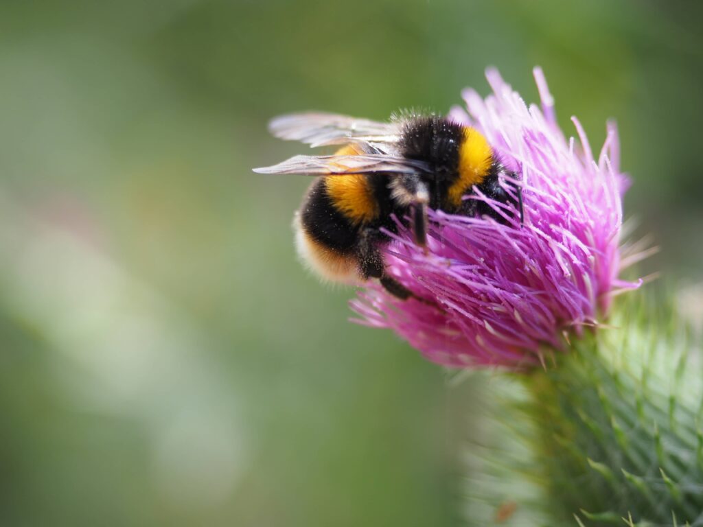 abeille fleurs miel de fleurs d'été pollinise pollen