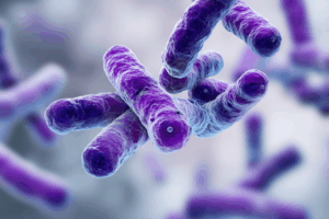 Morphotypes lactobacillus : c'est quoi exactement ?