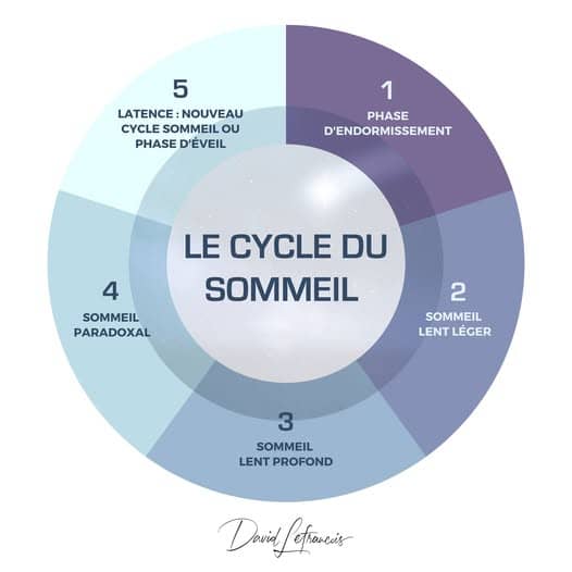 diffferents cycles du sommeil