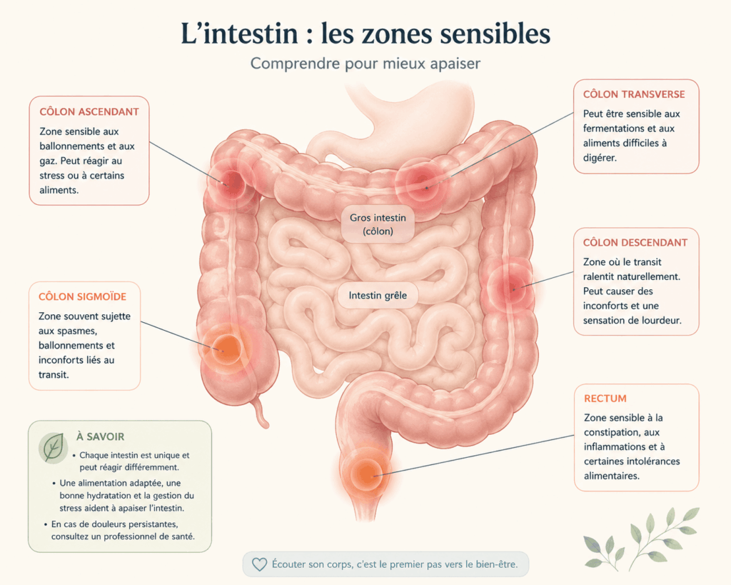 Graines de chia et intestin irritable : quels dangers ? schéma intestin