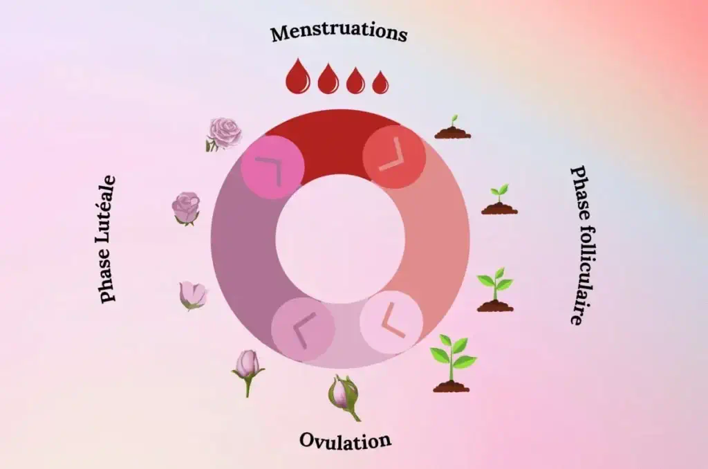 Illustration douce représentant le cycle menstruel féminin avec des icônes simples, palette de couleurs pastel rose et lavande.